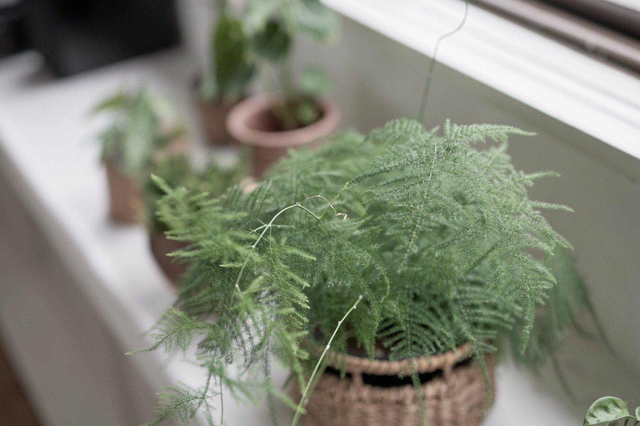 20250304_393_compressed.jpg?v=