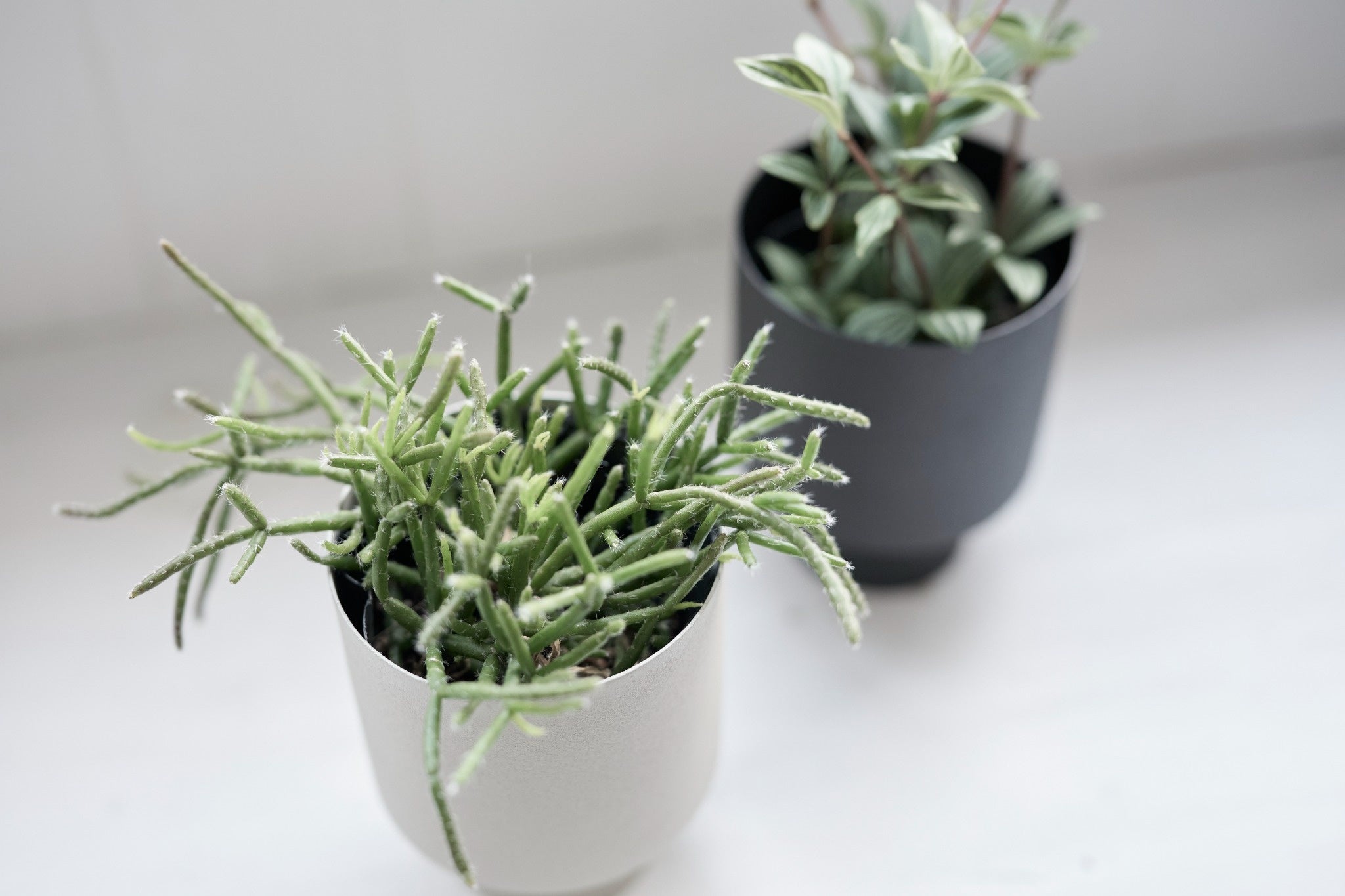 20250421_500_compressed_5d5daa