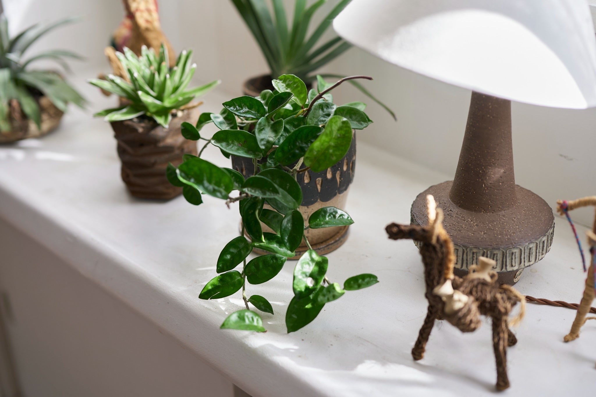 ホヤ・カルノーサ・クリンクルエイト、厚みのある葉が醸す、さりげない