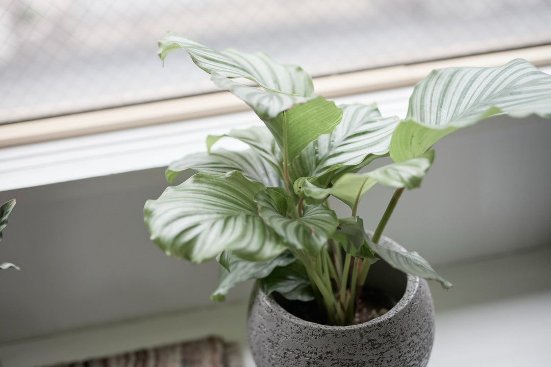 カラテア・オルビフォリア