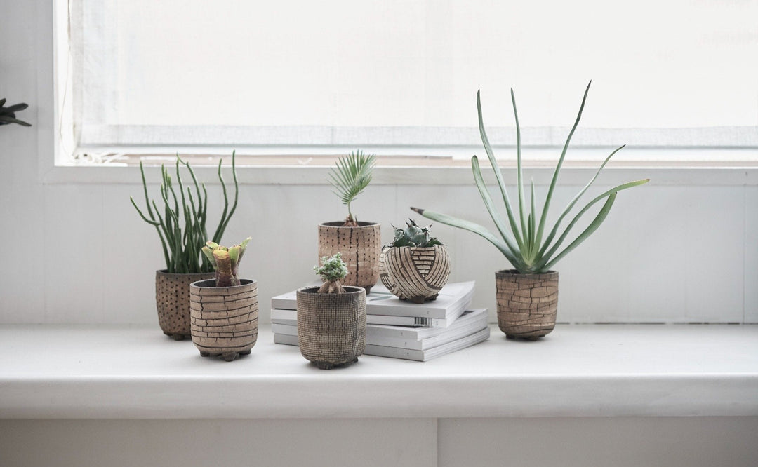 信楽焼の鉢と、植物と、暮らすということ