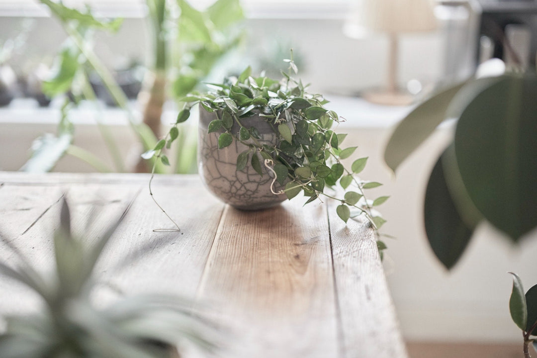 ホヤ・クローニア シルバー