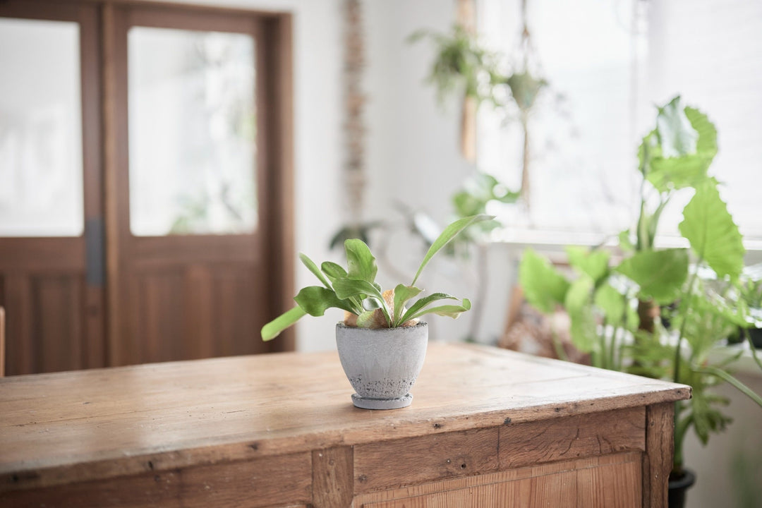 ビカクシダ（コウモリラン）