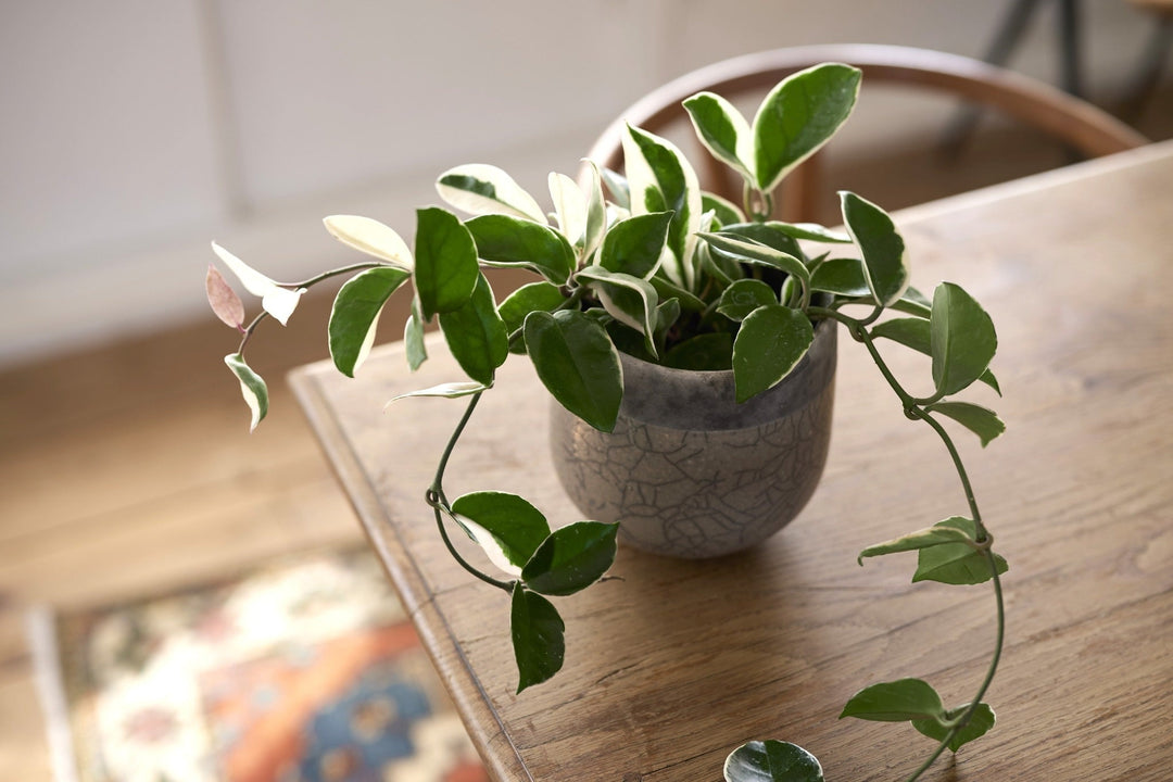 ホヤ・カルノーサ・リップカラー