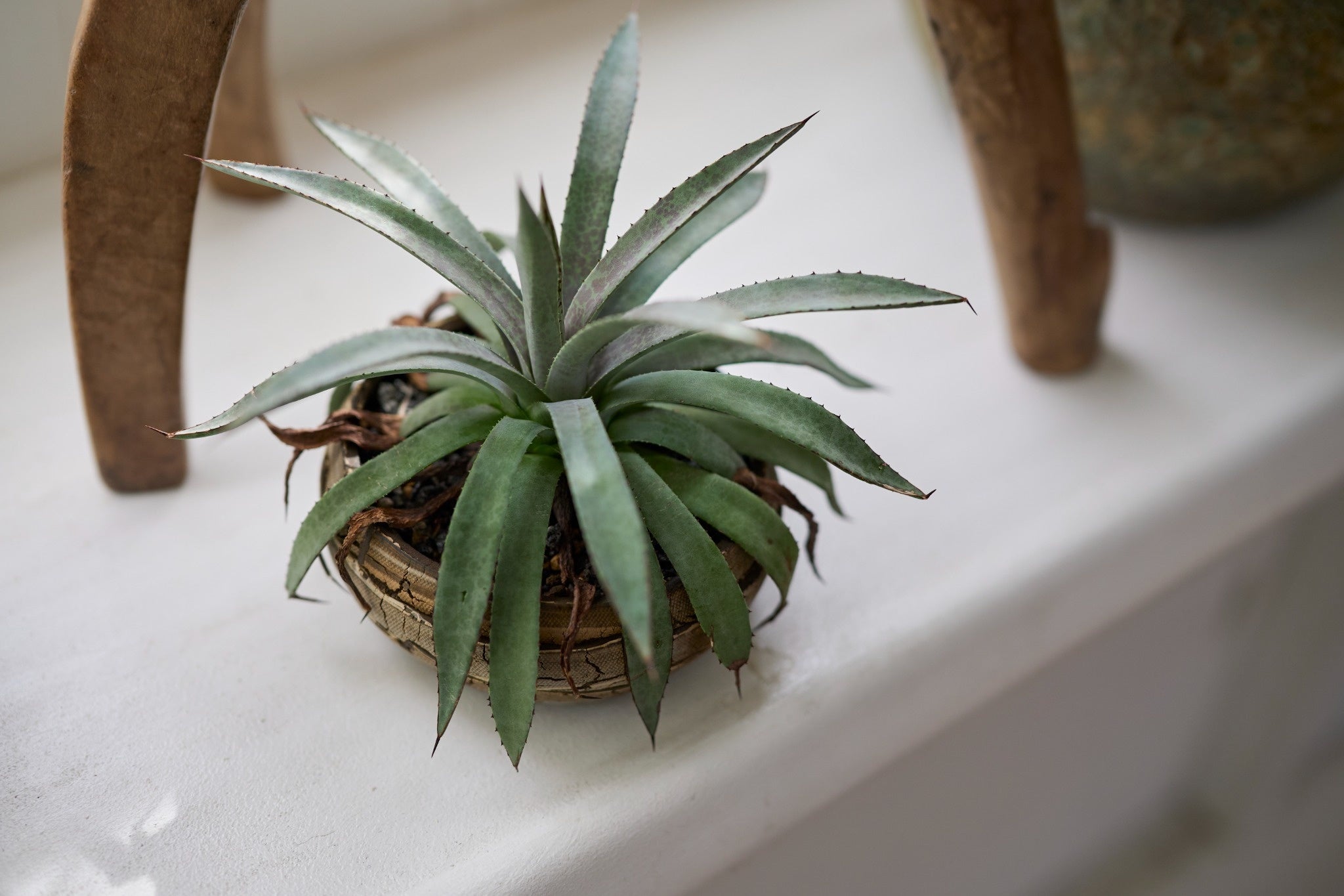 マンガベ、無骨すぎず繊細すぎない、絶妙な存在感 – tiflo