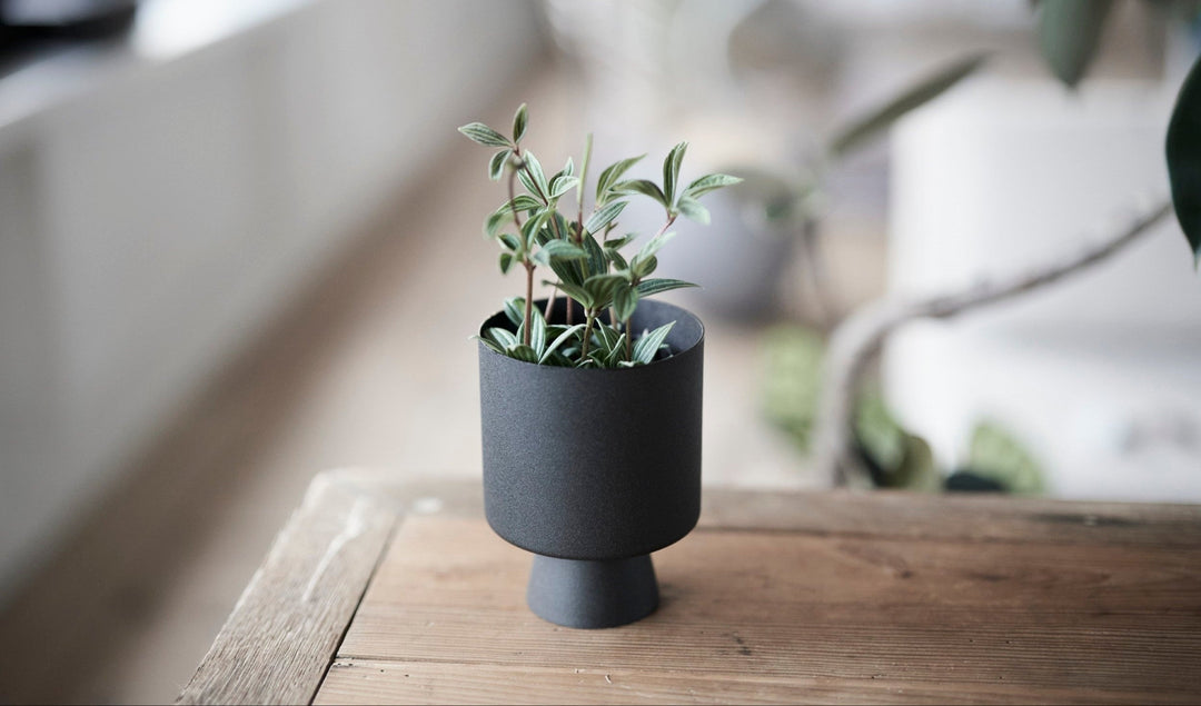 グリーンポット特集｜モダン＆ミニマル編