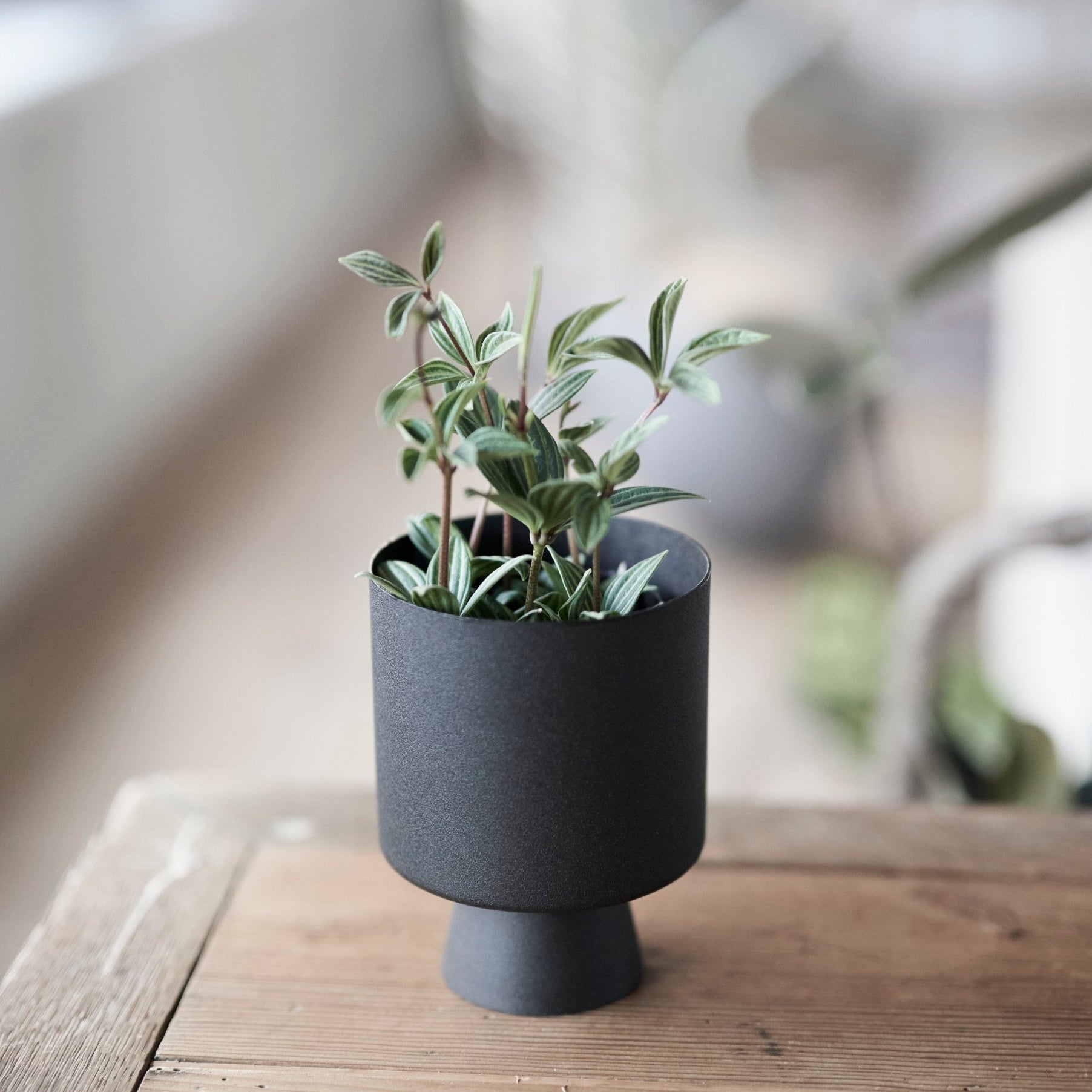 鉢カバー | Linnea Pot – tiflo