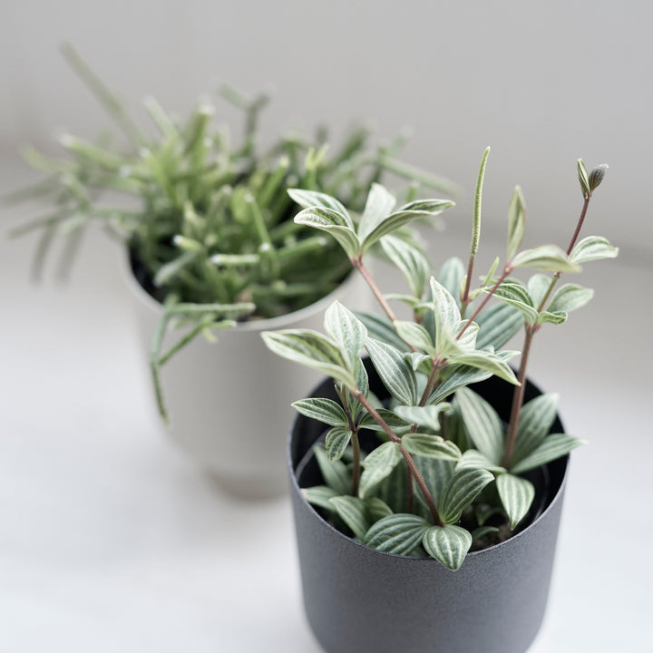 Linnea Pot