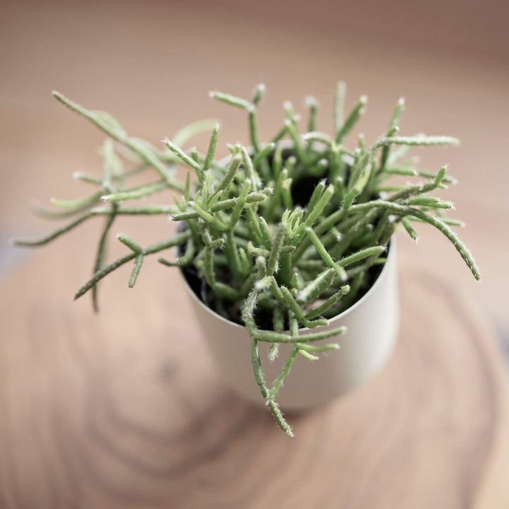 Linnea Pot