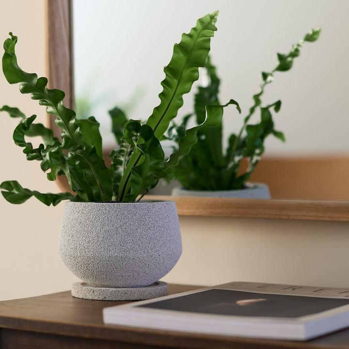 セメントならではの無機質な表情が、植物の瑞々しさを引き立てます。
