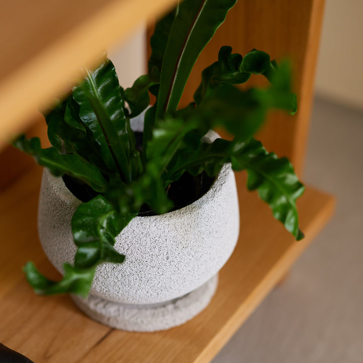 色や装飾を抑えた佇まい。植物そのものの形や色を主役にできます。