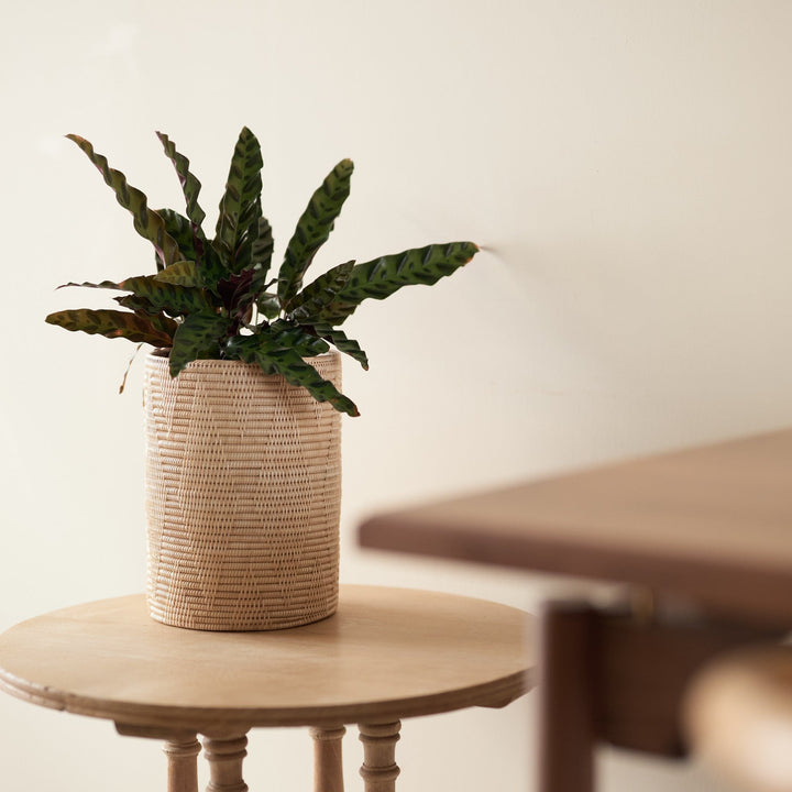 ダストボックス | Rattan Dust Box | M