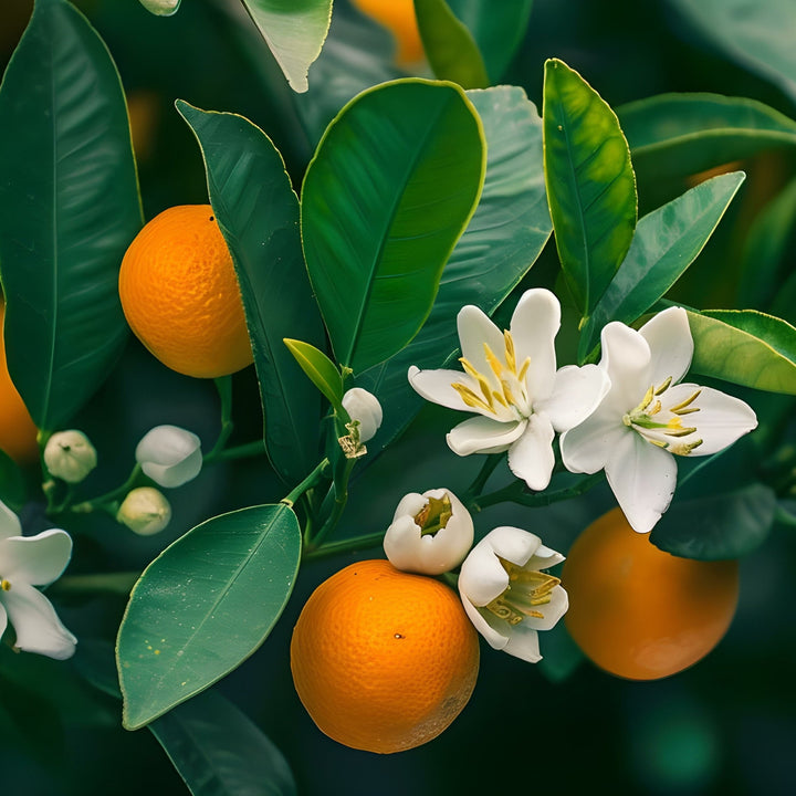 neroli ｜ ネロリ