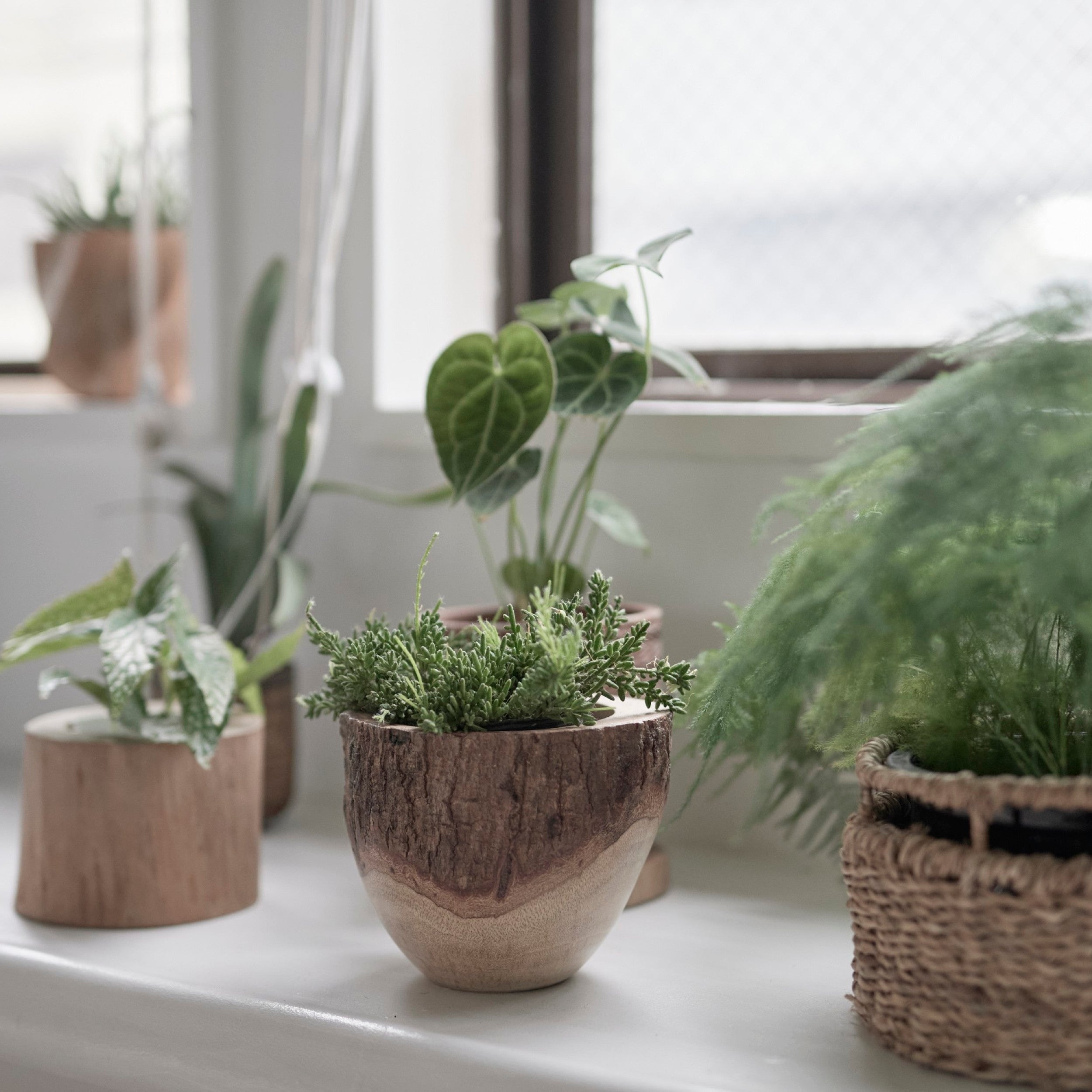 鉢カバー | Mango Wood Pot – tiflo