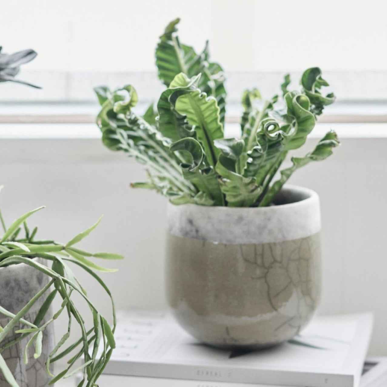 DOMANI MINSK ベース　スモーキークォーツ Domani/MINSK(ミンスク)ベース24 Smoky Quartz 3号鉢用 | 青山フラワー