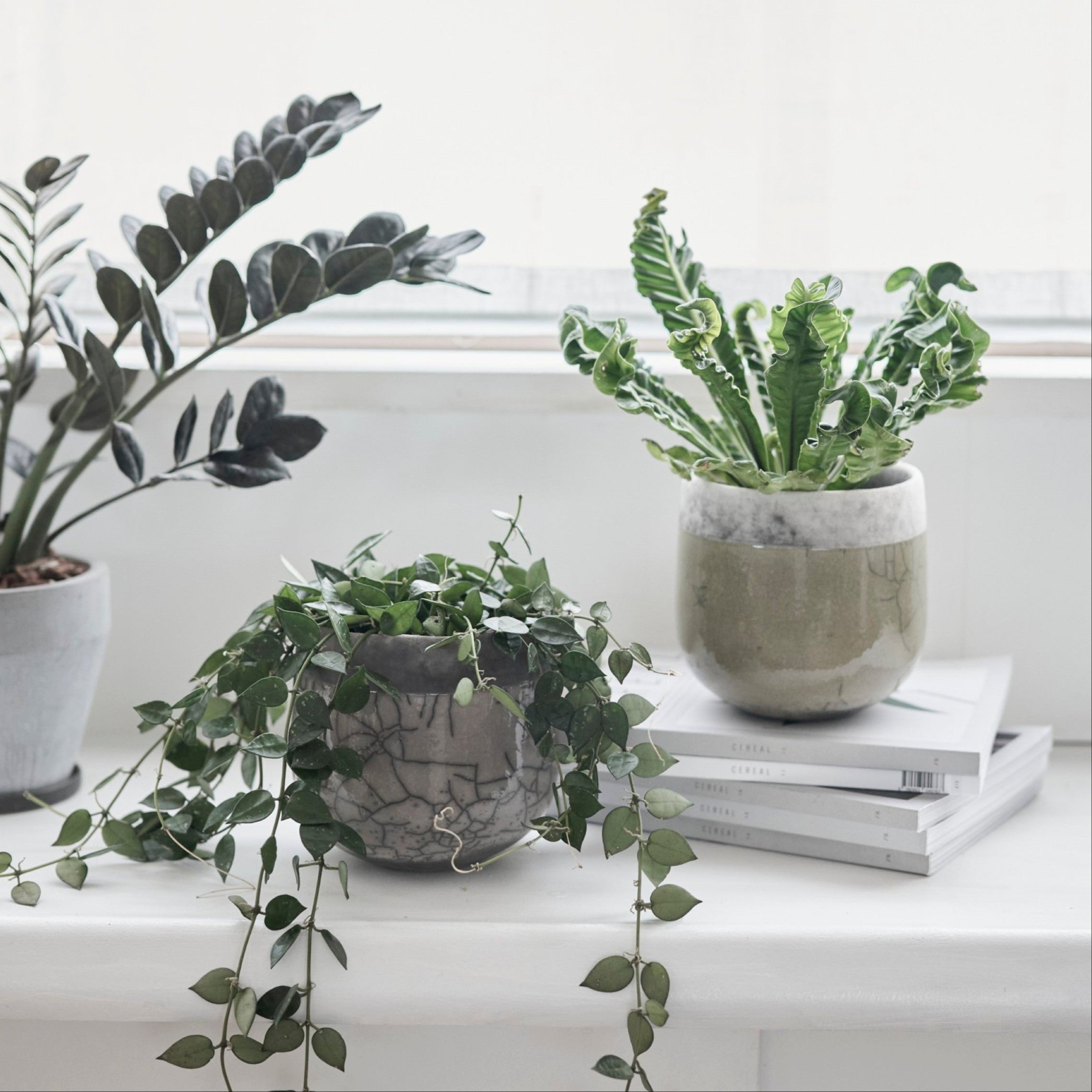 DOMANI MINSK ベース　スモーキークォーツ DOMANI MINSK ベース スモーキークォーツ