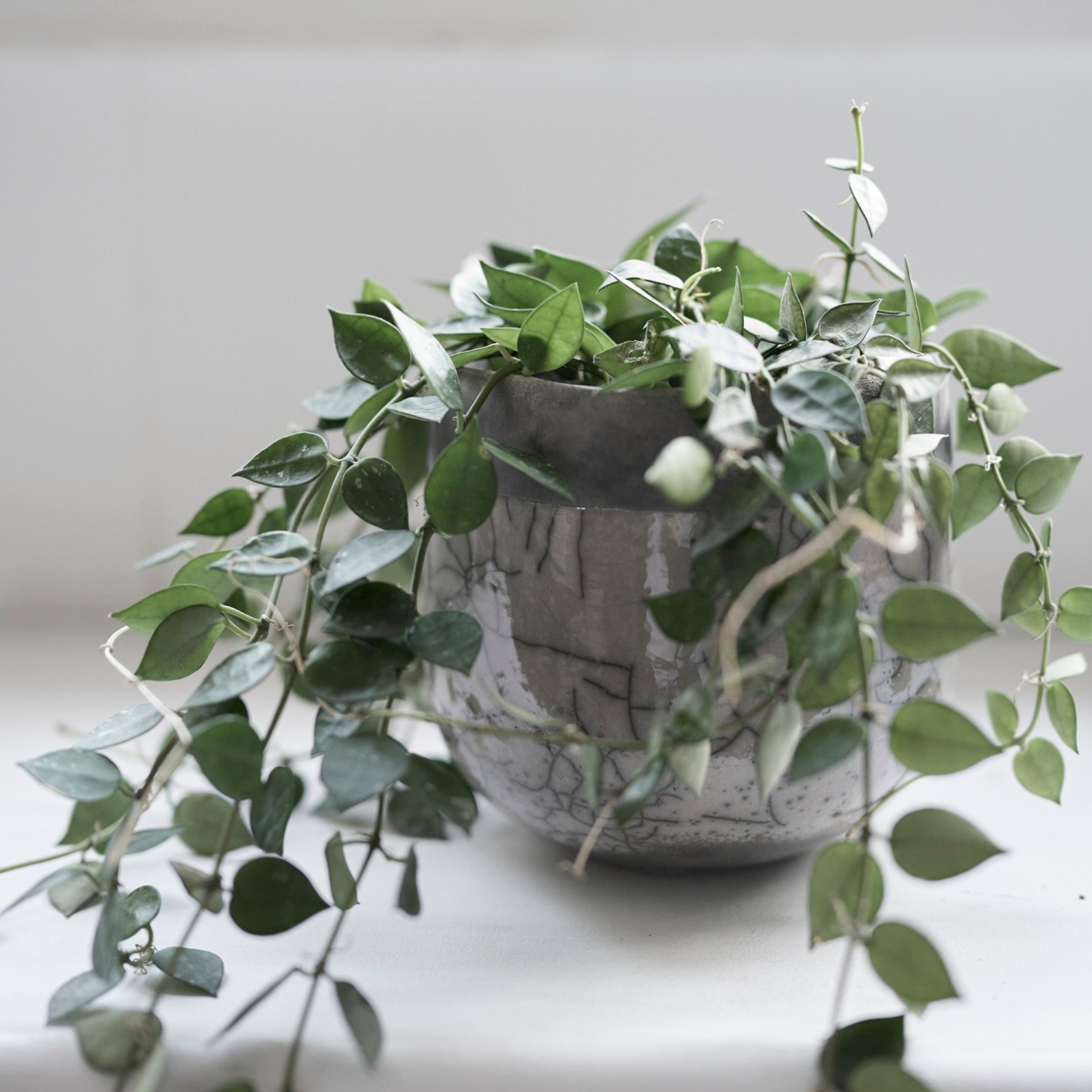 MINSK POT – tiflo