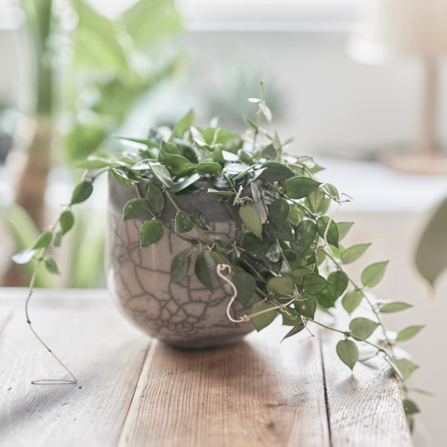 鉢カバー | MINSK POT – tiflo