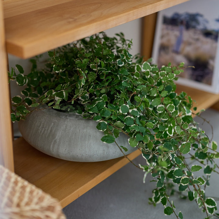 珍しい浅めのフォルムで、植物の見せ方も新鮮に。