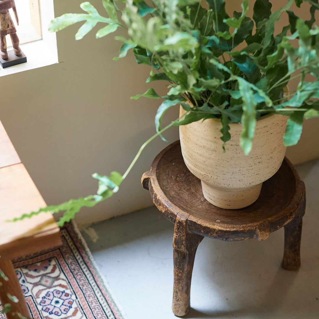 クリーム系の色合いが、植物の葉色を引き立てる。