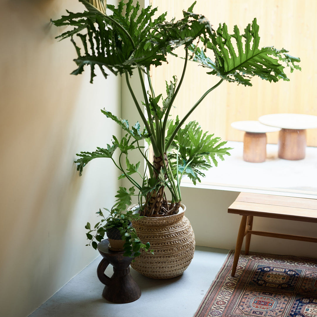 天然素材が植物と家具の間を繋ぎ、グリーンが空間にすっと馴染みます。