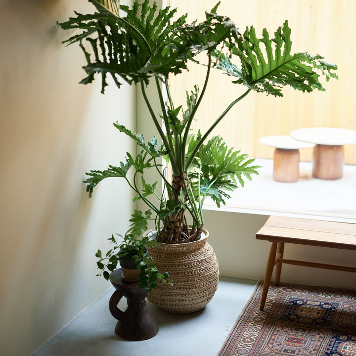 天然素材が植物と家具の間を繋ぎ、グリーンが空間にすっと馴染みます。