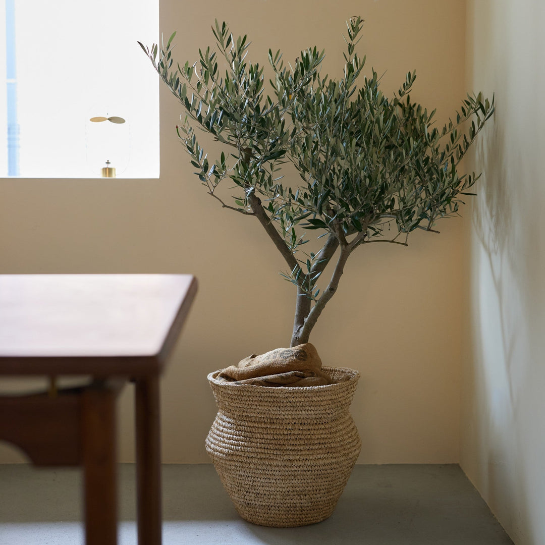 鉢カバー | Raffia Basket | Taper