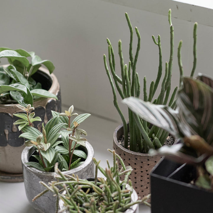 信楽焼 植木鉢