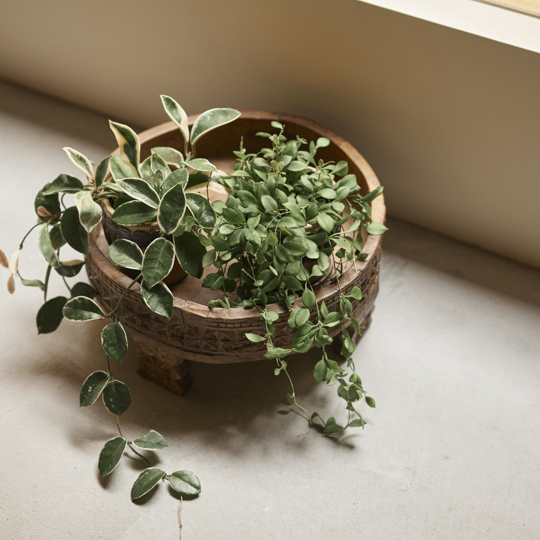 鉢植えを置くだけで、空間に物語が生まれる。垂れ下がる葉と側面の彫刻が調和します。