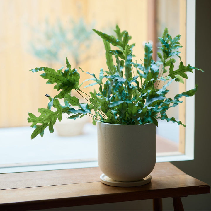 植木鉢 | Stone Ware Ceramic